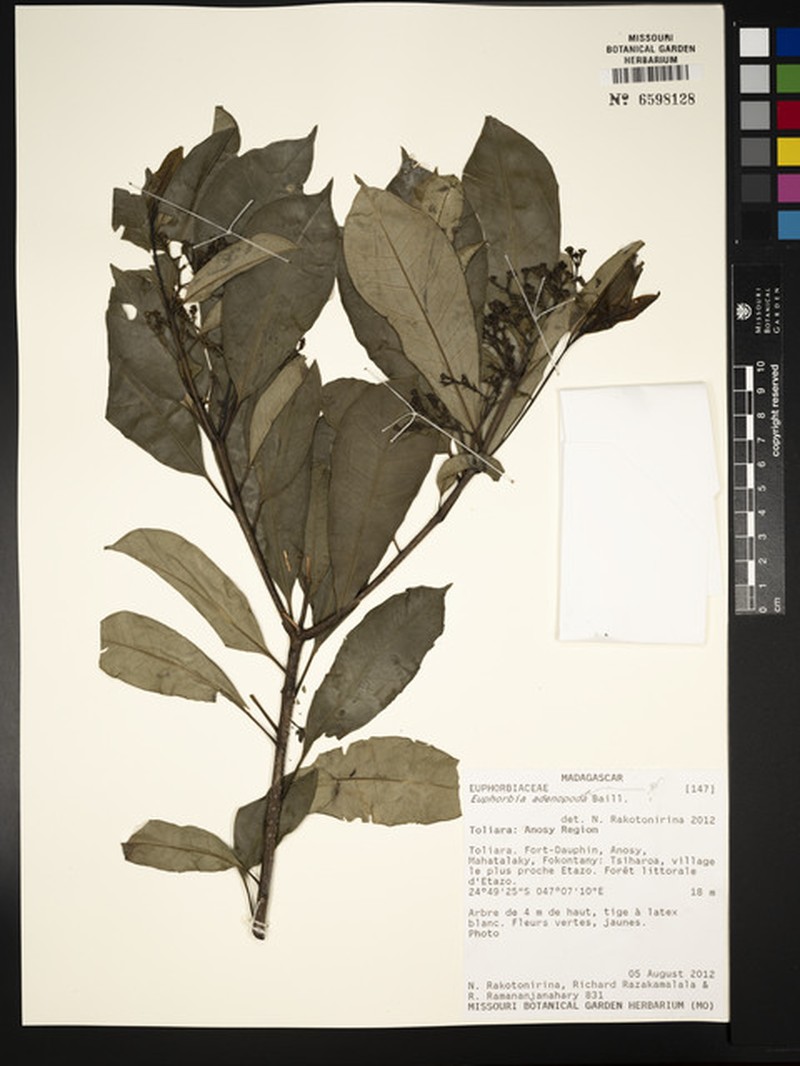 Euphorbia adenopoda photo 3