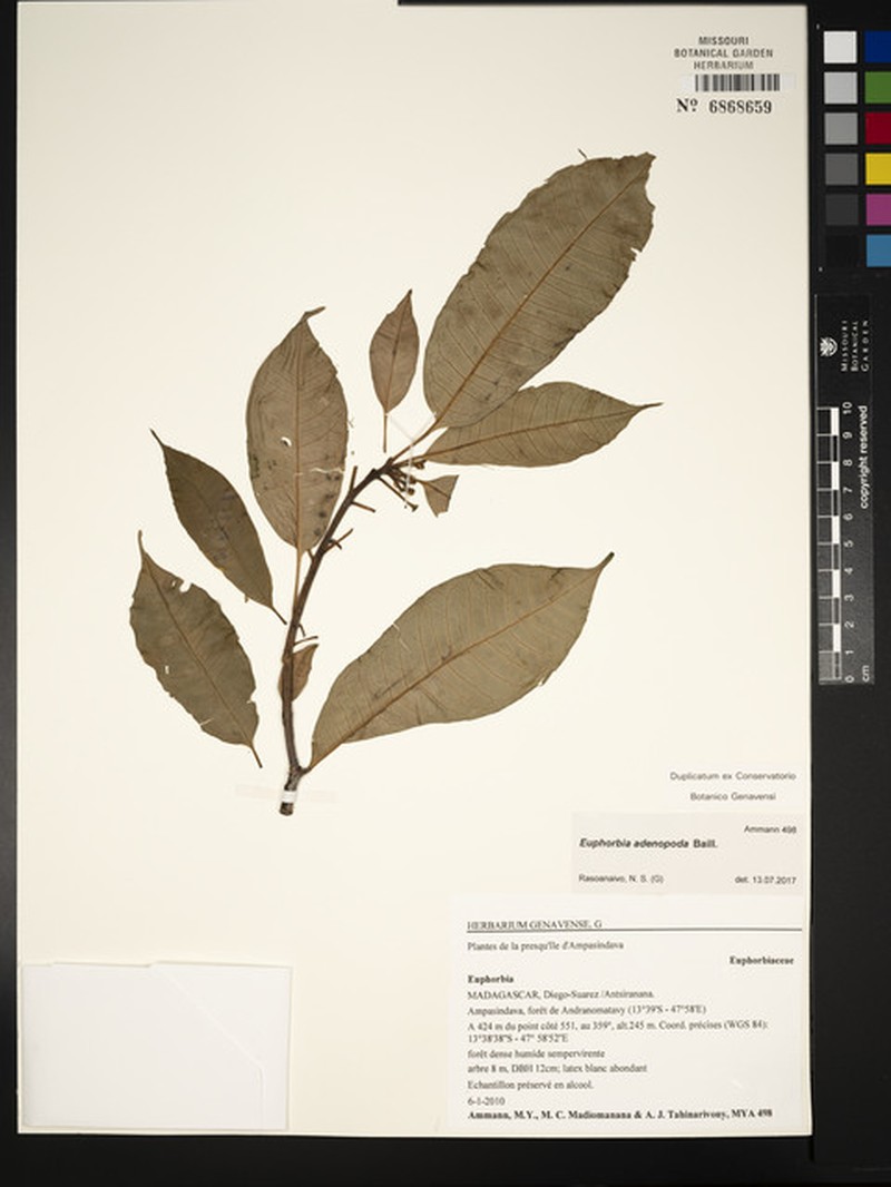 Euphorbia adenopoda photo 4