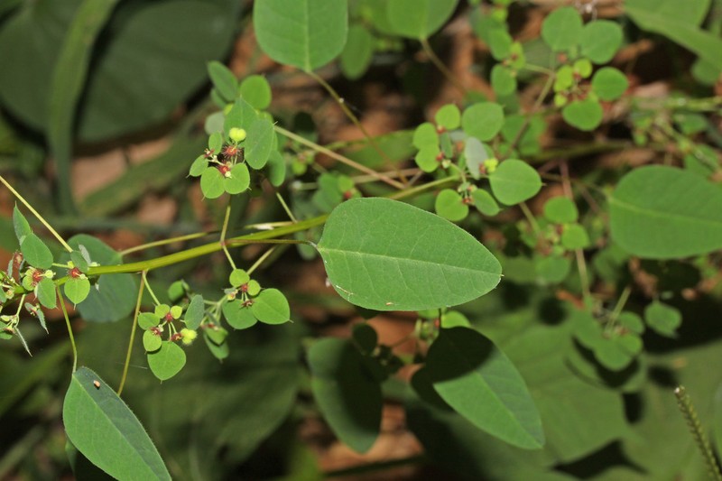 Euphorbia adiantoides