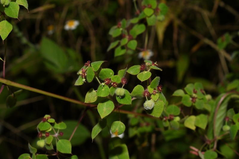 Euphorbia adiantoides photo 3