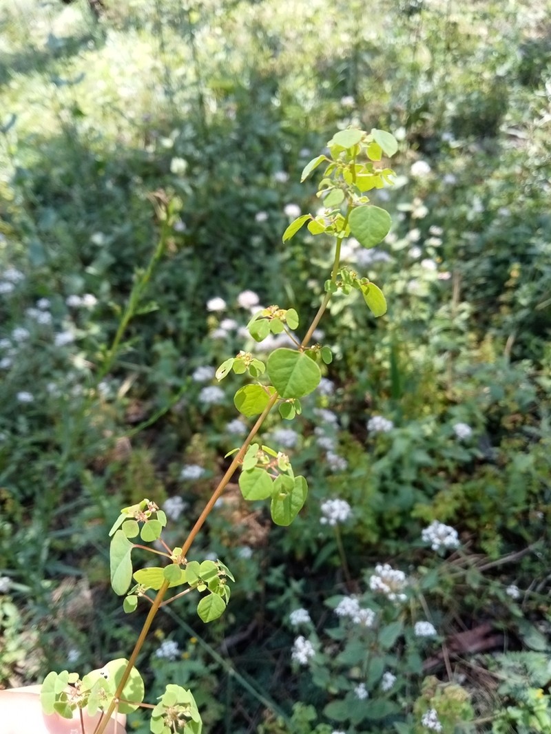 Euphorbia adiantoides photo 5