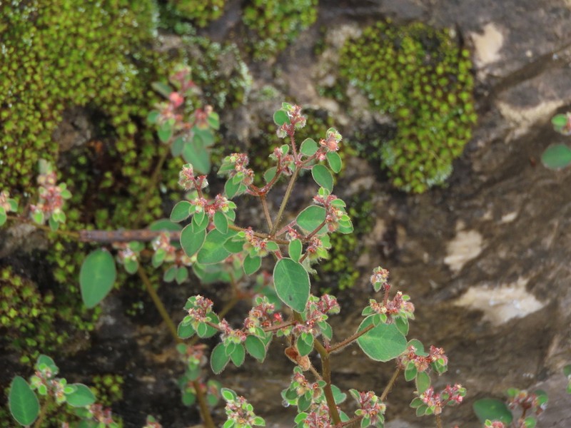 Euphorbia adiantoides photo 6