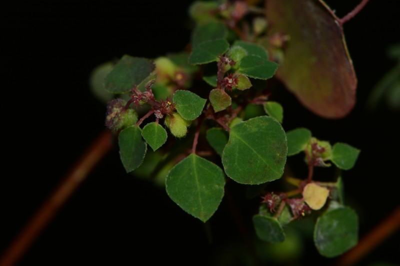 Euphorbia adiantoides photo 7