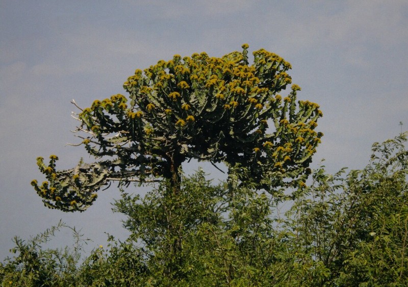 Euphorbia adjurana