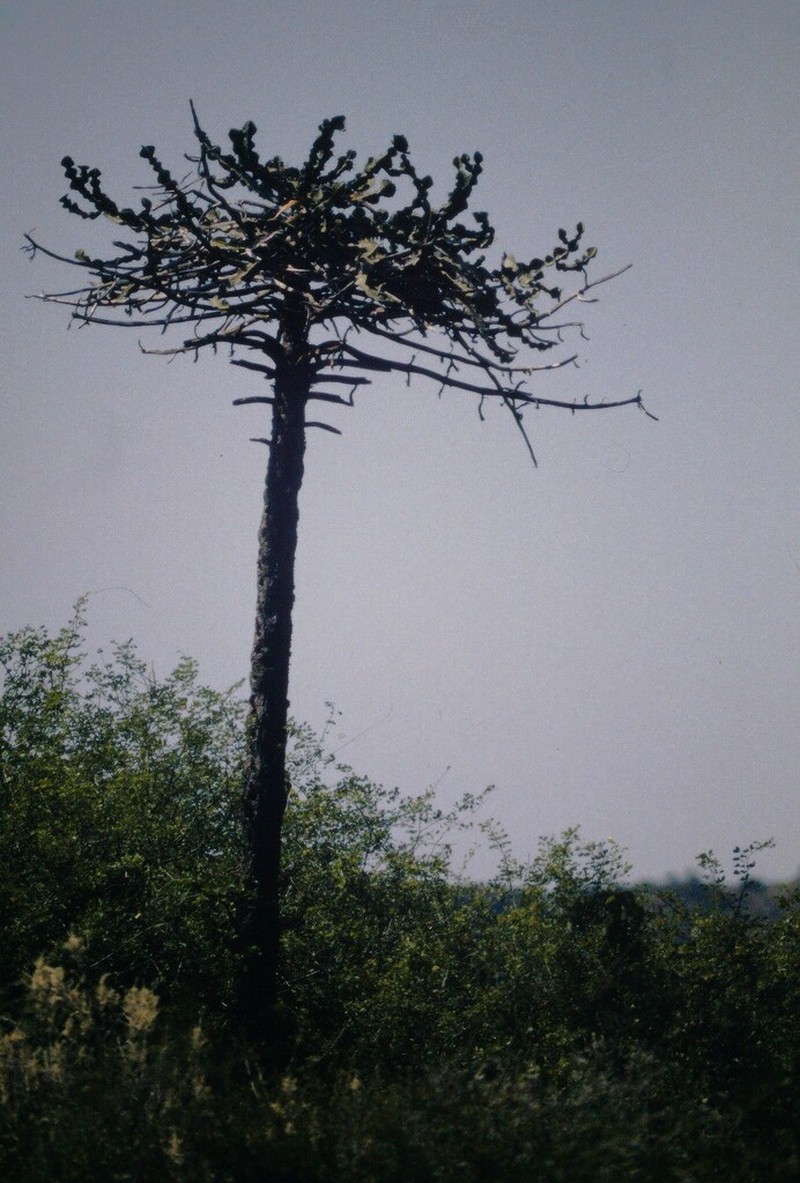 Euphorbia adjurana photo 2