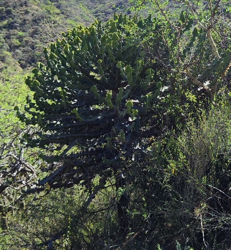 Euphorbia adjurana photo 4