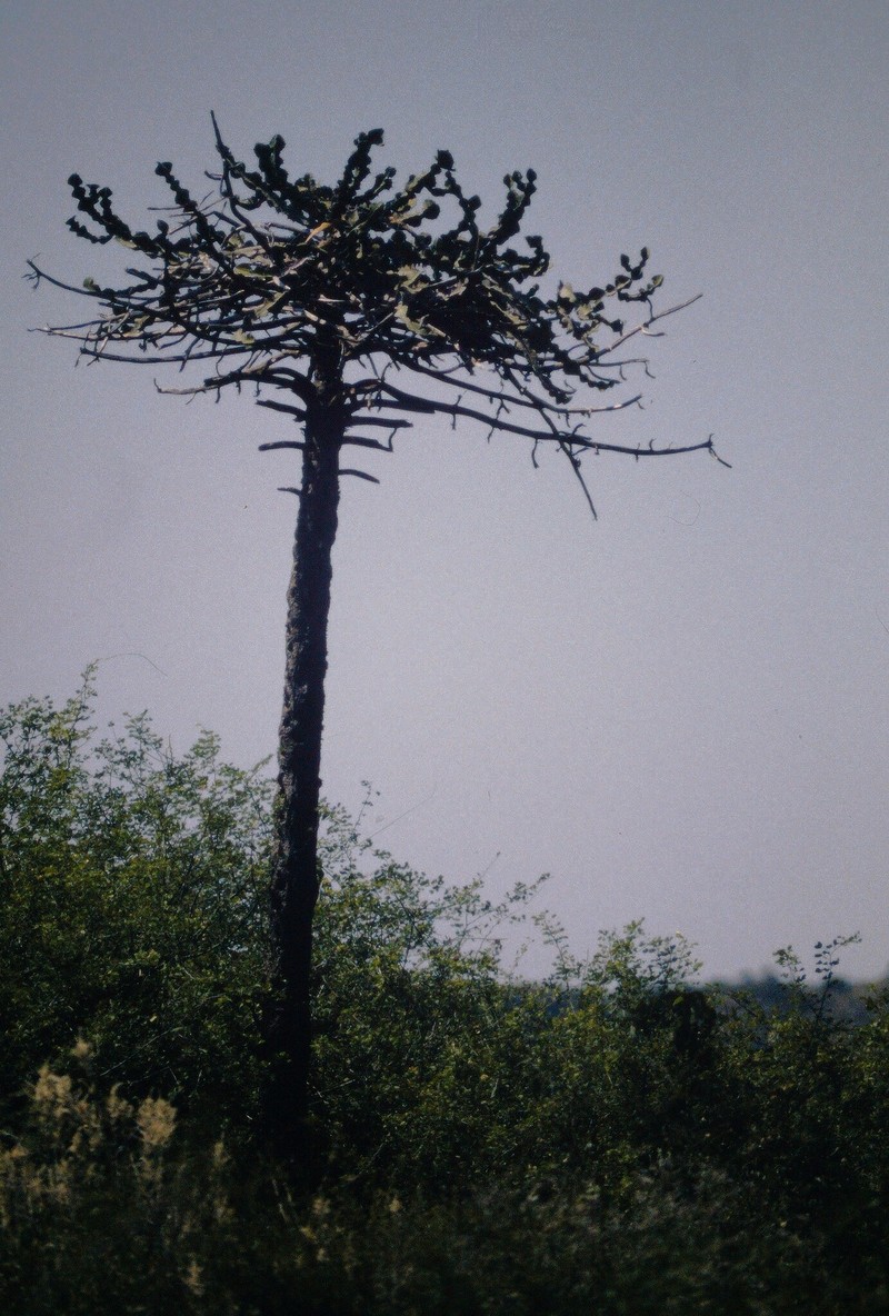 Euphorbia adjurana photo 5