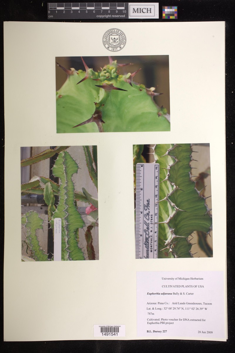 Euphorbia adjurana photo 7