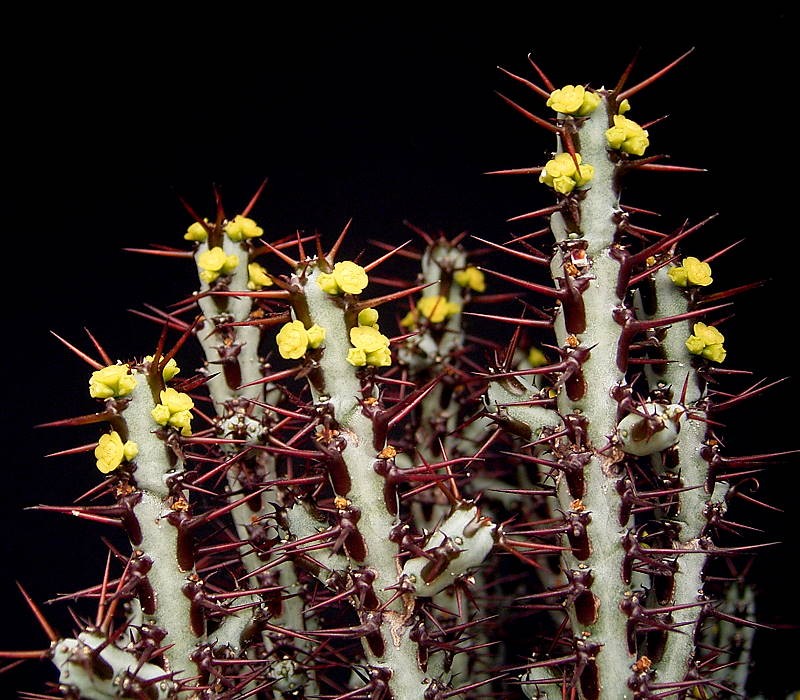 Euphorbia aeruginosa