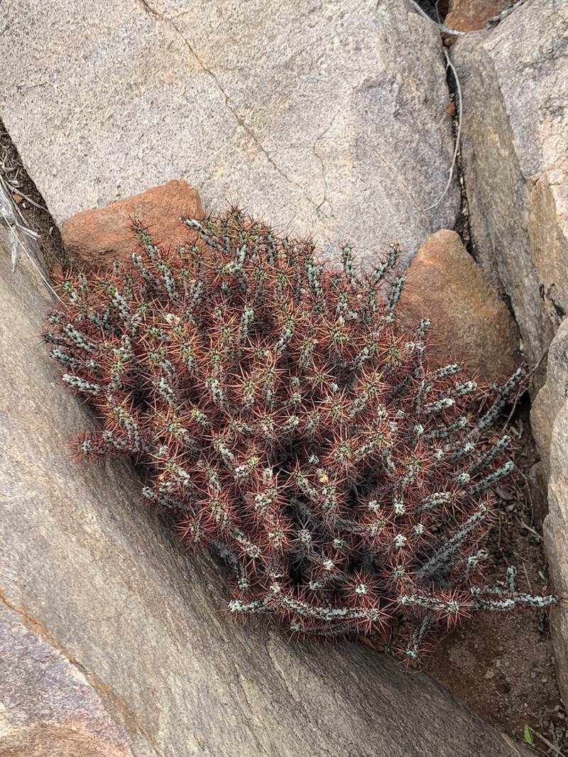 Euphorbia aeruginosa photo 2