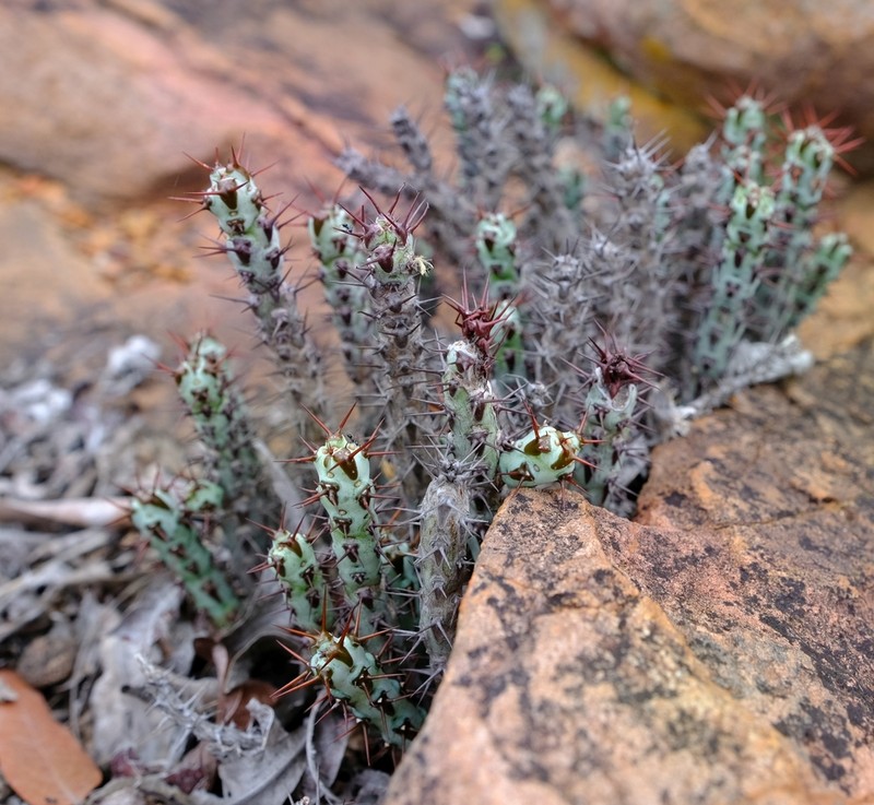 Euphorbia aeruginosa photo 3