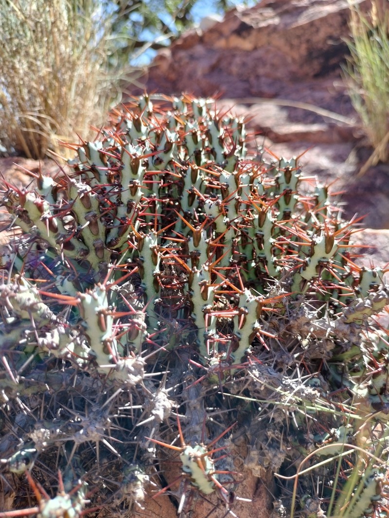 Euphorbia aeruginosa photo 5