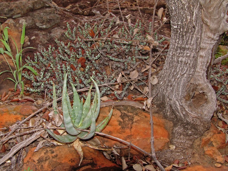 Euphorbia aeruginosa photo 6