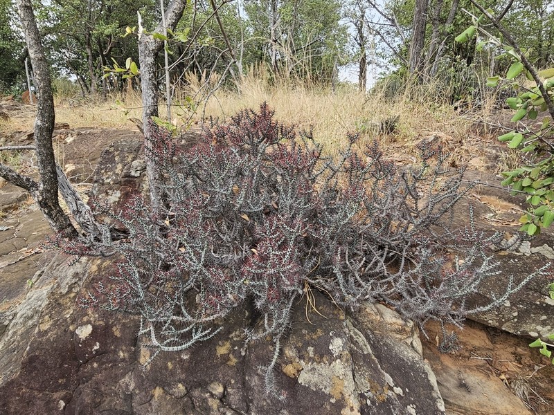 Euphorbia aeruginosa photo 7