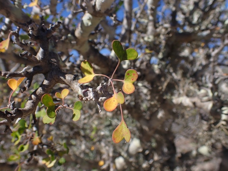 Euphorbia agatheae photo 2