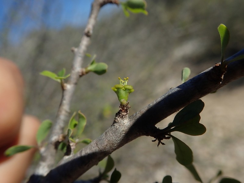 Euphorbia agatheae photo 3