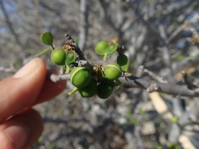 Euphorbia agatheae photo 4