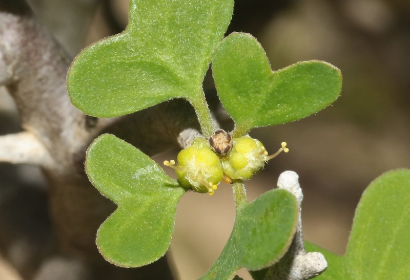 Euphorbia agatheae photo 6