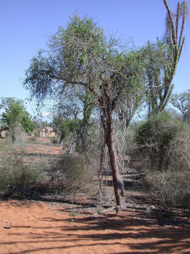 Euphorbia agatheae photo 8