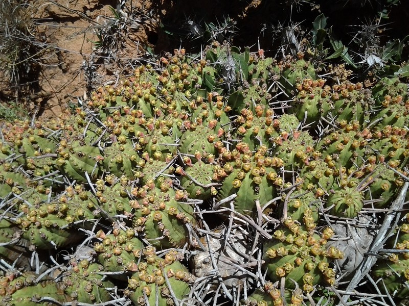Euphorbia aggregata photo 2