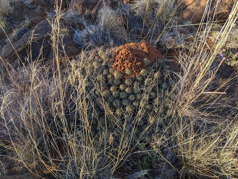 Euphorbia aggregata photo 3