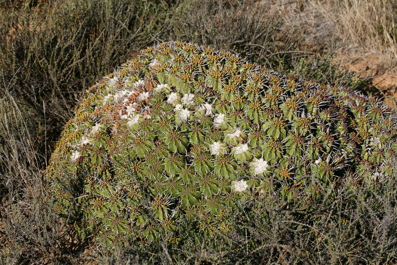 Euphorbia aggregata photo 5