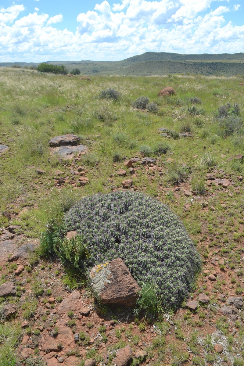 Euphorbia aggregata photo 7