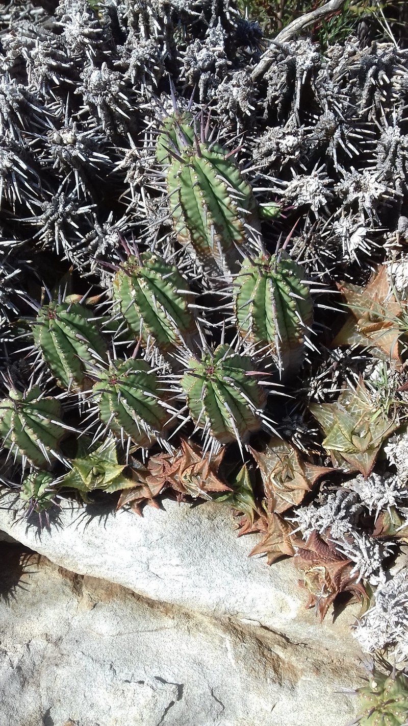 Euphorbia aggregata photo 8