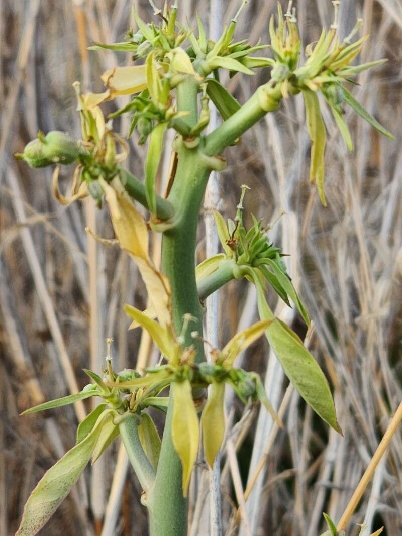 Euphorbia agowensis