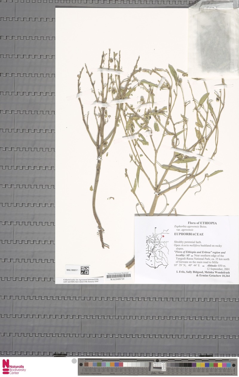 Euphorbia agowensis photo 2