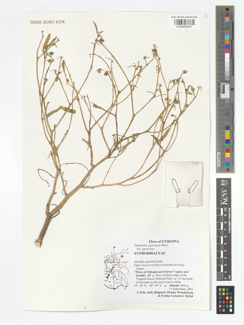 Euphorbia agowensis photo 3