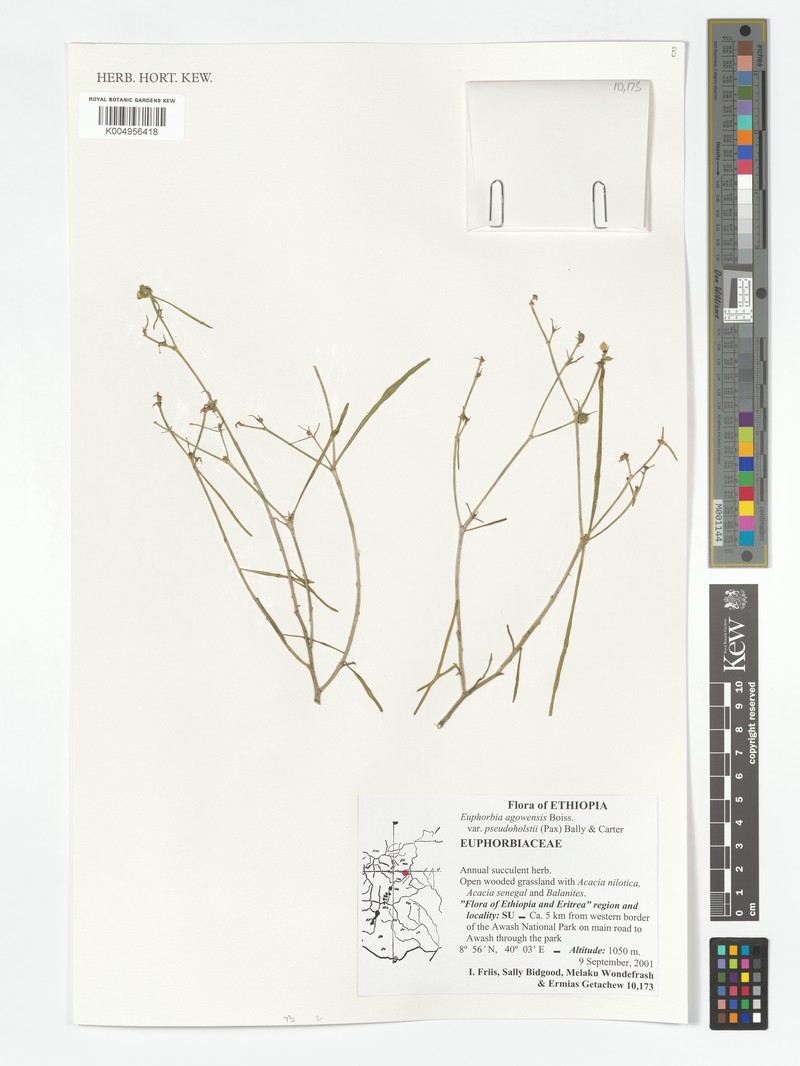 Euphorbia agowensis photo 4