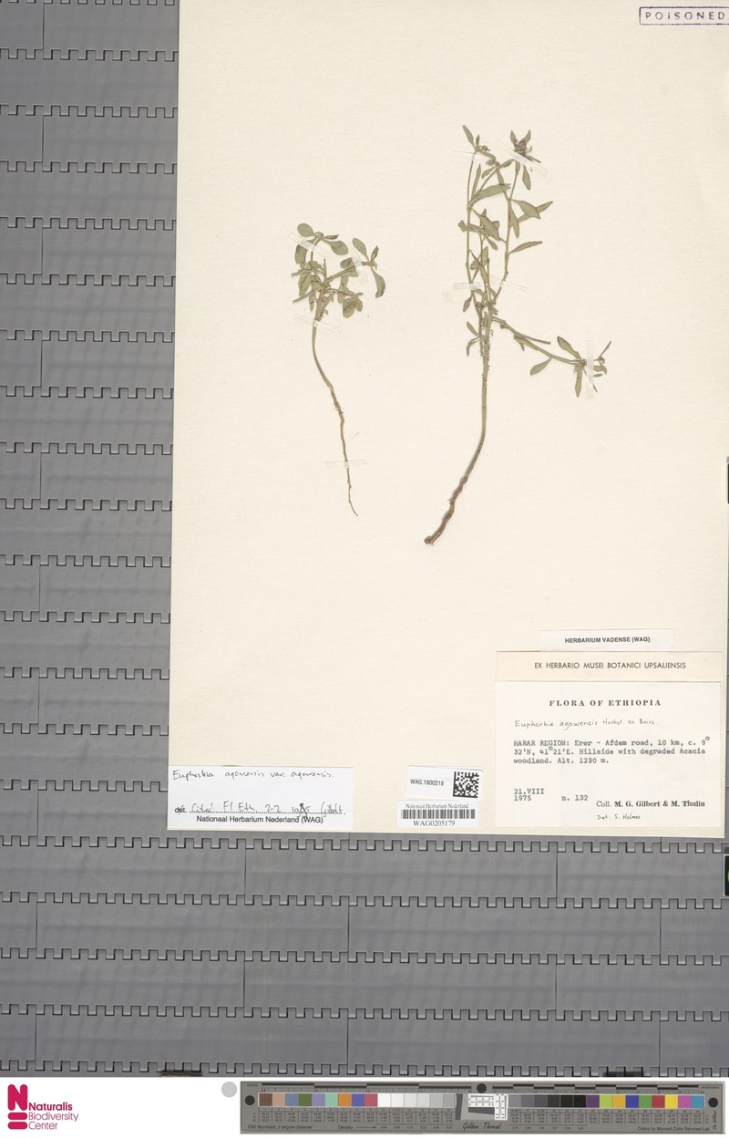 Euphorbia agowensis var. agowensis photo 2