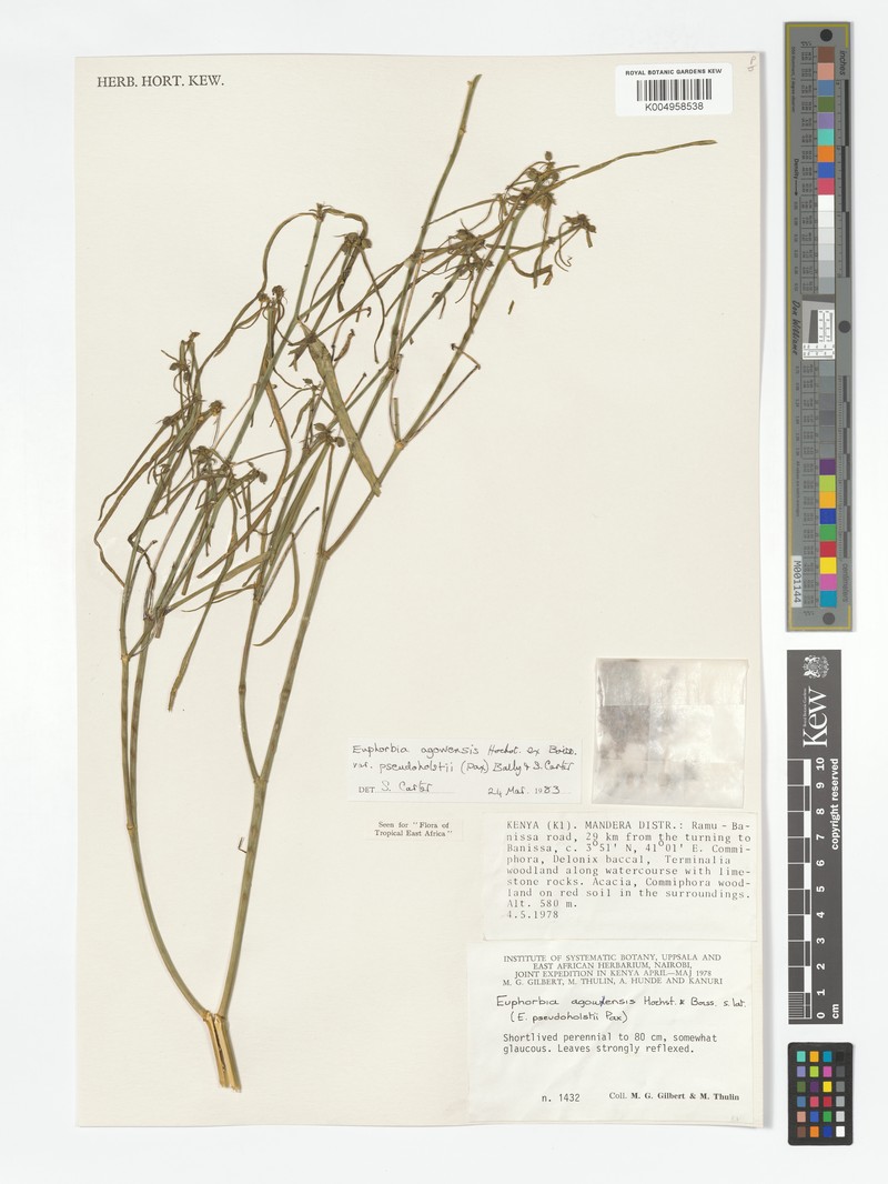 Euphorbia agowensis var. pseudoholstii photo 2