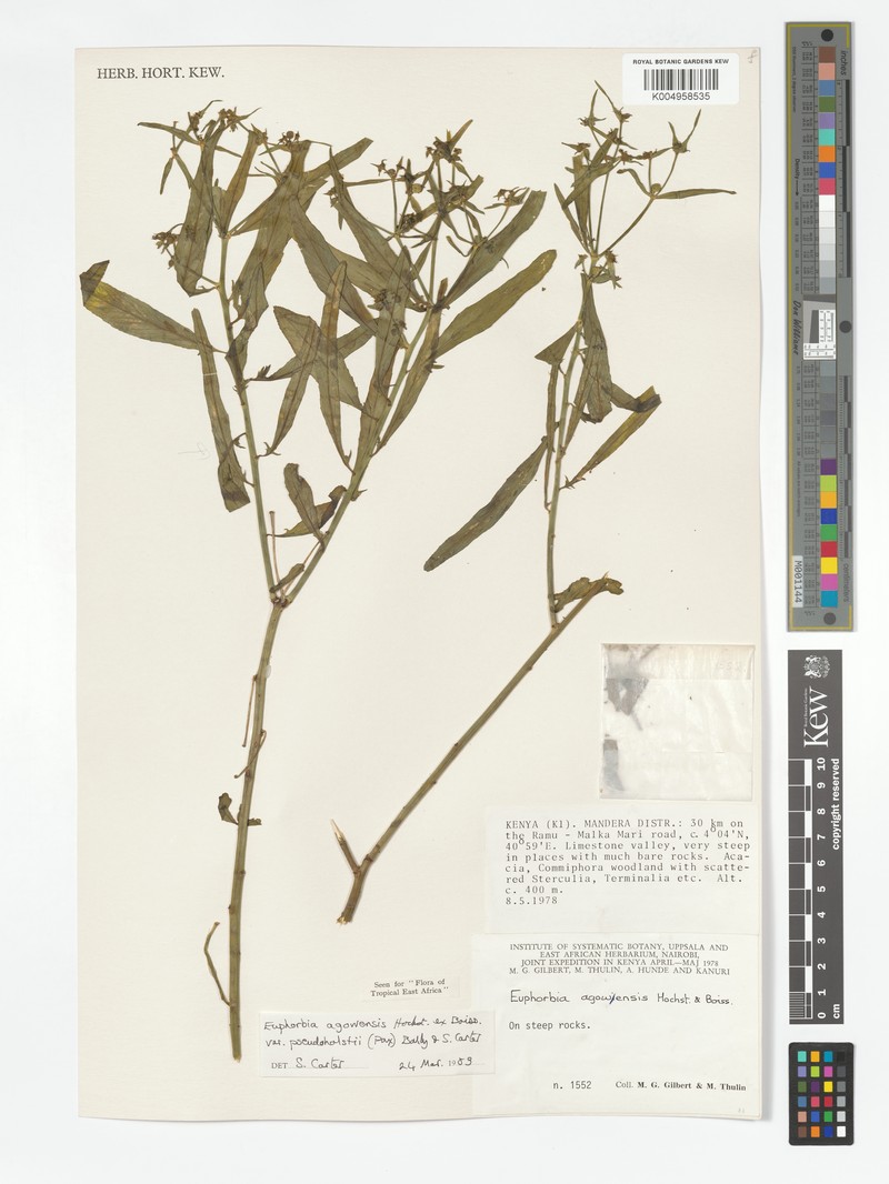 Euphorbia agowensis var. pseudoholstii photo 3