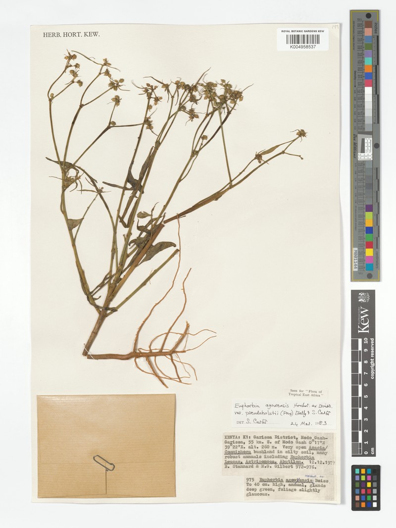 Euphorbia agowensis var. pseudoholstii photo 5