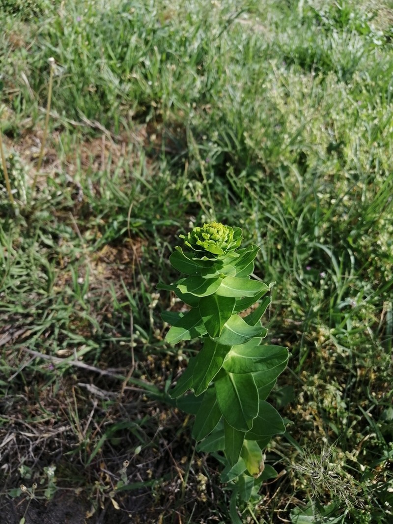 Urban Spurge