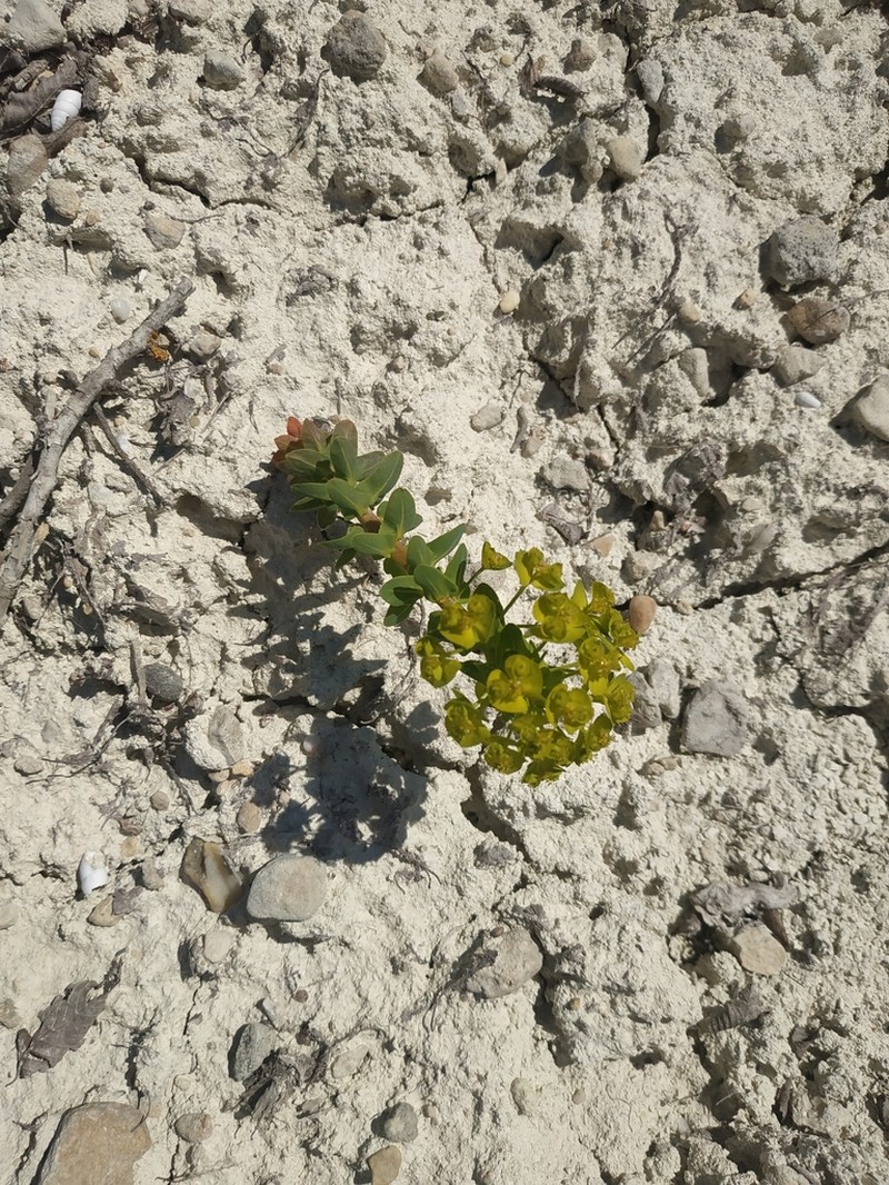 Urban Spurge photo 2