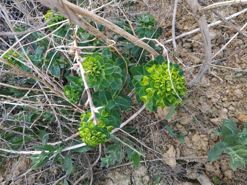 Urban Spurge photo 3