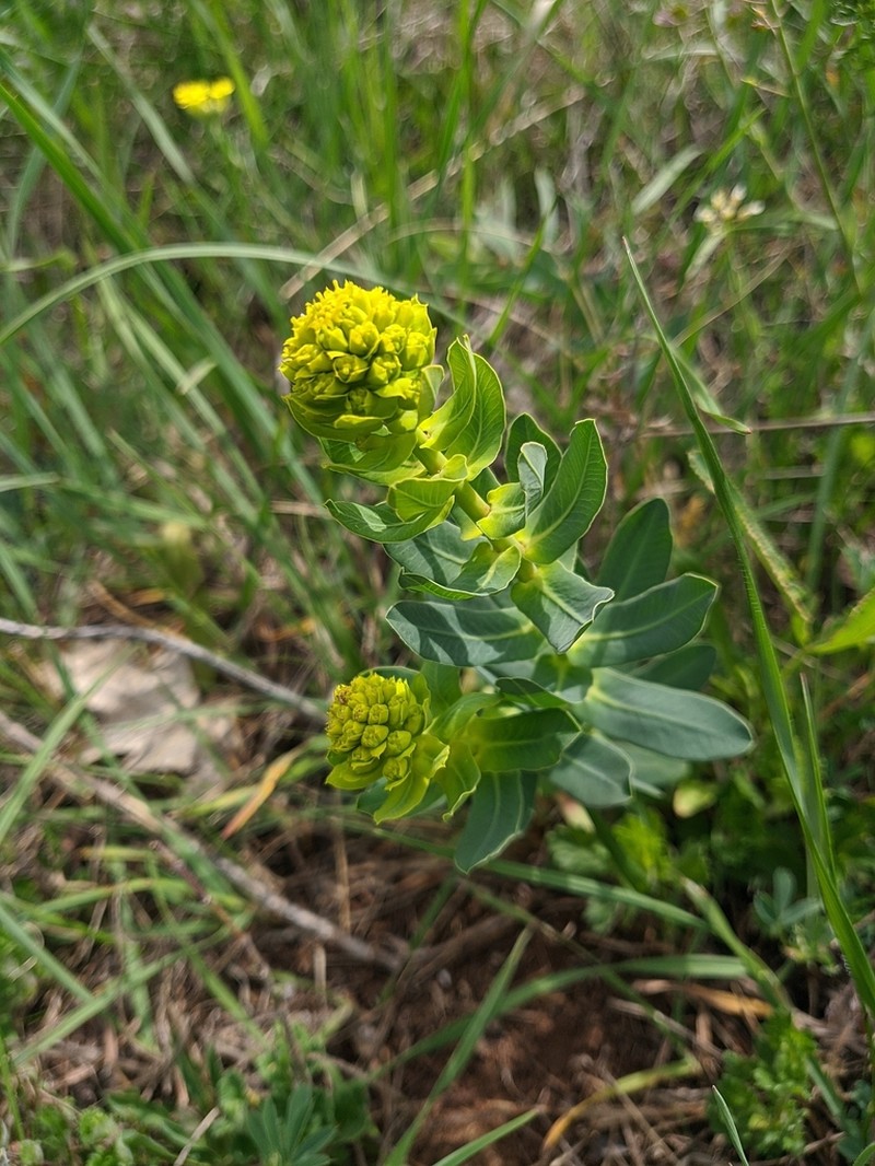 Urban Spurge photo 4