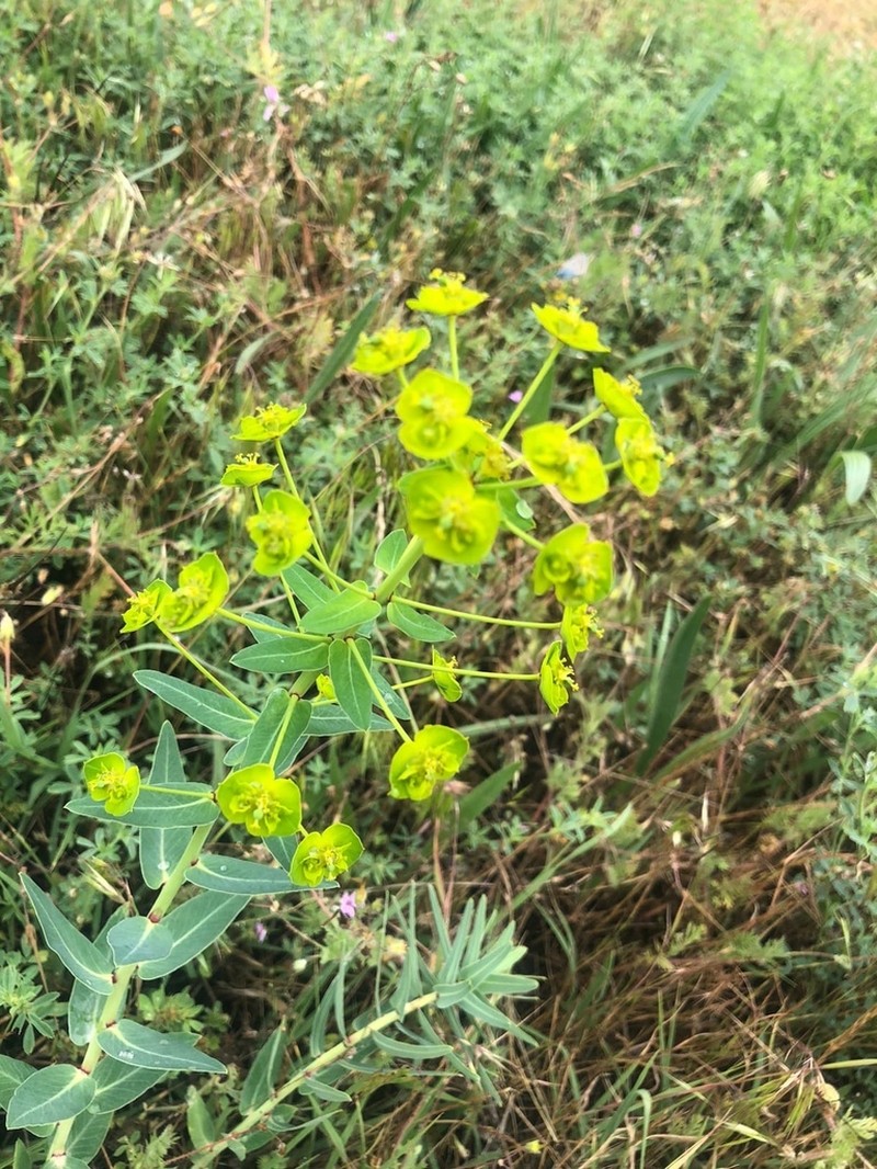 Urban Spurge photo 5