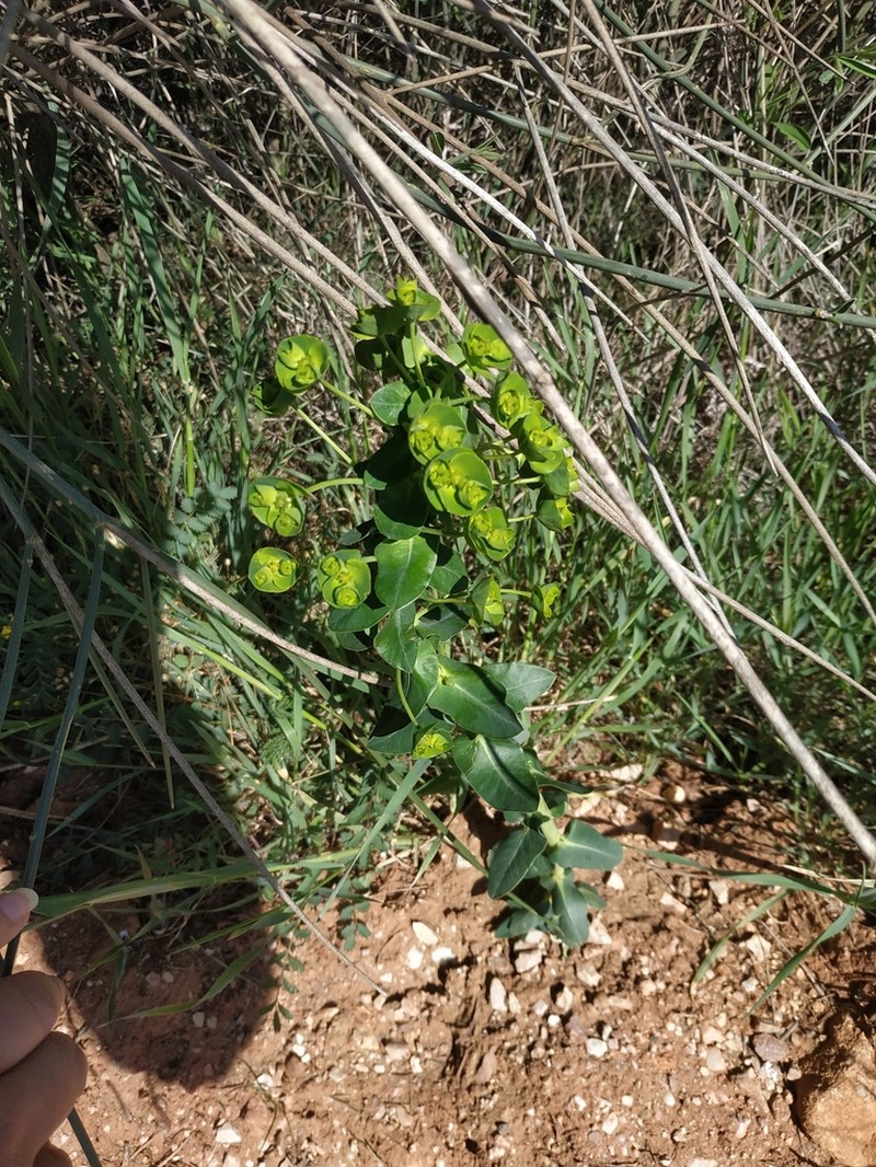 Urban Spurge photo 6