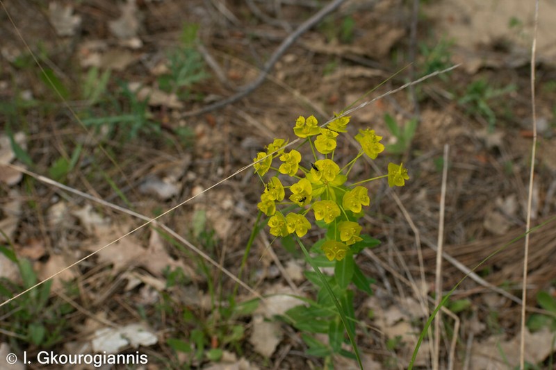 Urban Spurge photo 7