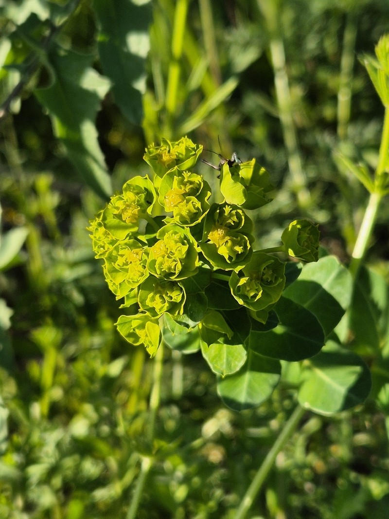 Urban Spurge photo 8