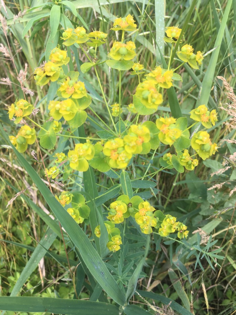 Urban Spurge