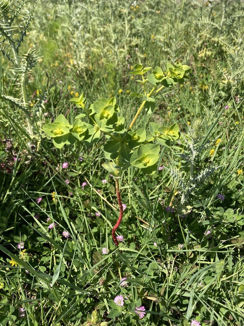 Euphorbia akenocarpa