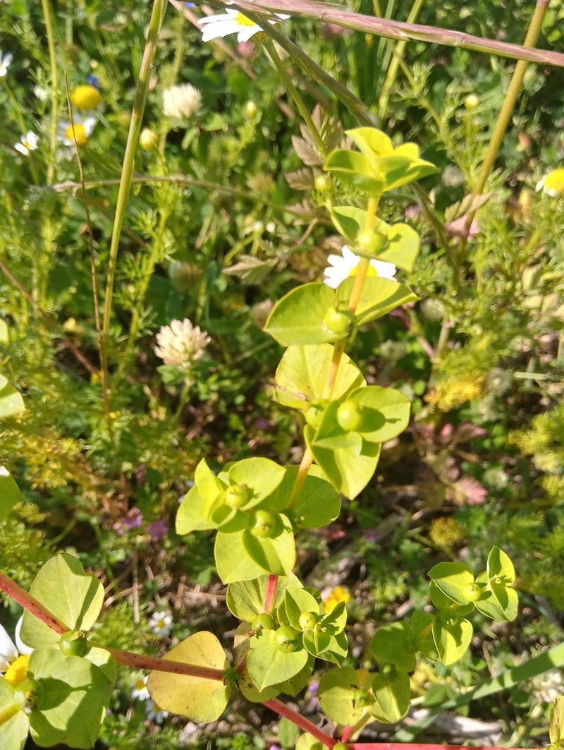 Euphorbia akenocarpa photo 2