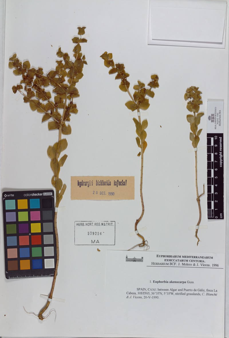 Euphorbia akenocarpa photo 4