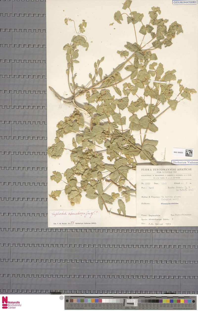 Euphorbia akenocarpa photo 6
