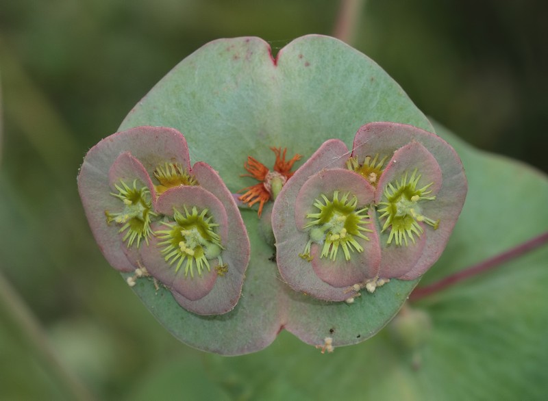 Euphorbia akmanii